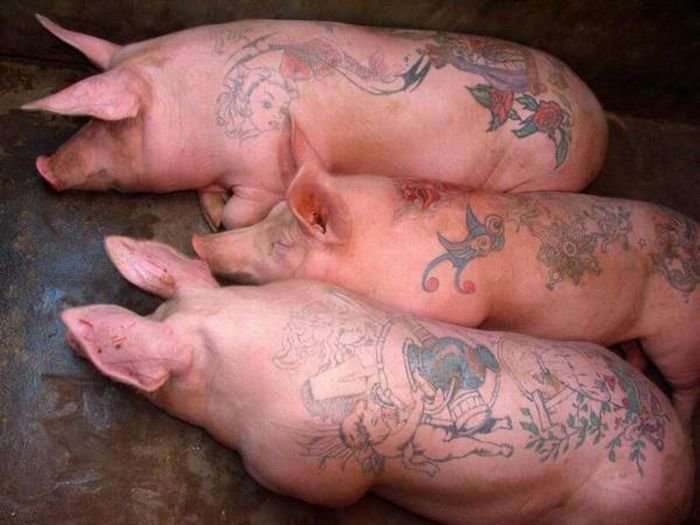 Tattoo pigs: artist beats tattoos on pigs and then sells them for mad money-35 photo-