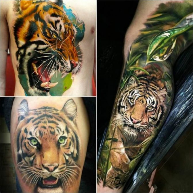 Tattoo Tiger - Male Tiger Tattoo - Tiger Tattoo for Male