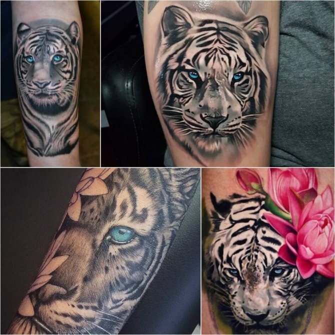 Tatouage tigre - tatouage tigre blanc - tatouage tigre blanc