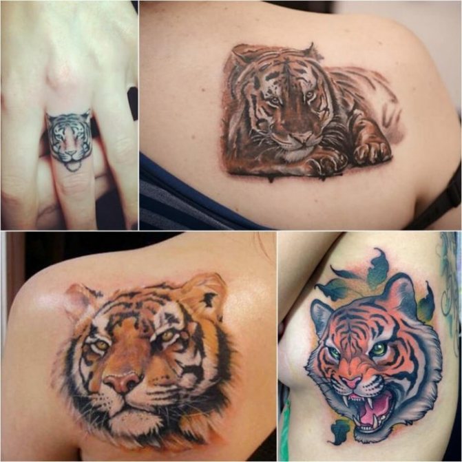 Tattoo Tiger - Female Tiger Tattoo - Tiger Tattoo for Girls