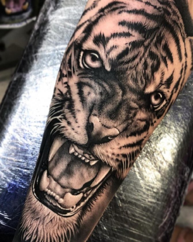 tatovering af en tiger på skulderen