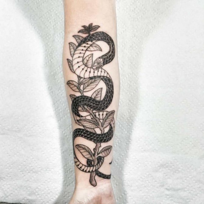 snake tattoo