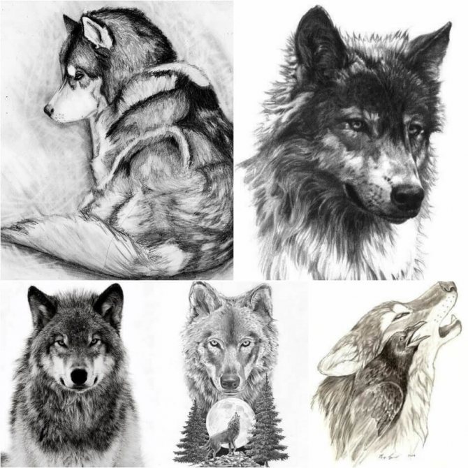 Tattoo Wolf - Esquisses de Tattoo Wolf - Esquisses de Tattoo avec Wolf