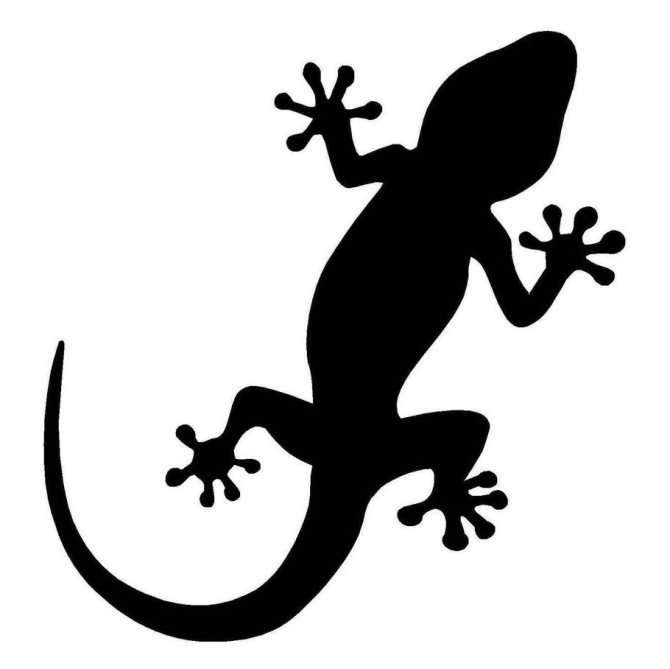 татуиран гущер