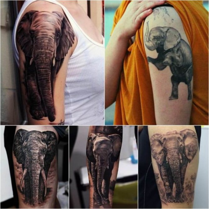 tatouage animaux - tatouage éléphant - tatouage éléphant - tatouage animaux