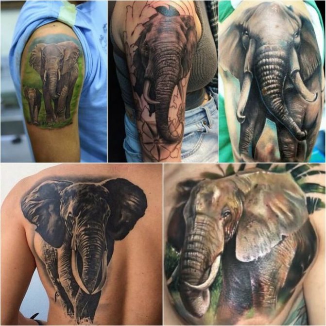 tatouage animaux - tatouage éléphant - tatouage éléphant - tatouage animaux