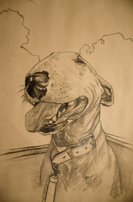 tatouage de bull terrier