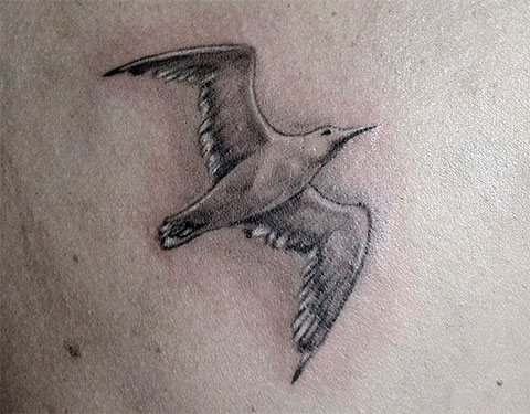 Seagull Tattoo