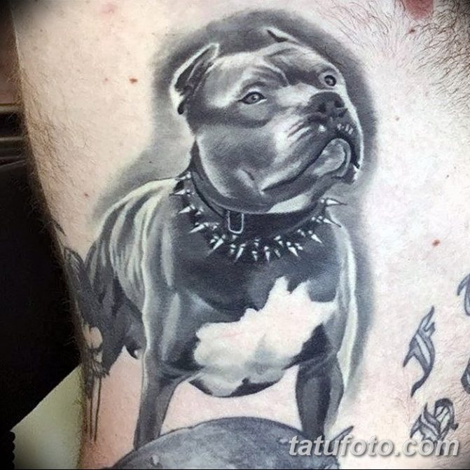 Tatouage réaliste d'un pitbull sur la poitrine.