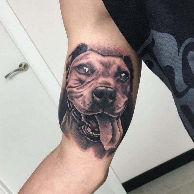 tatouage réaliste de pitbull sur le biceps