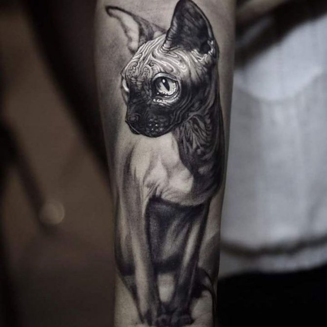 tatouages de chats