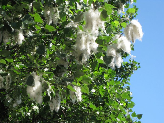 peuplier (700x525, 480Kb)