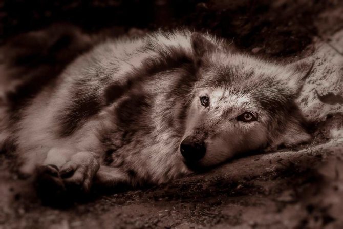 Λύκος-τοτέμ 3