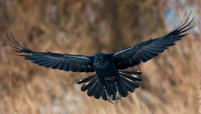 interprétation des symboles
