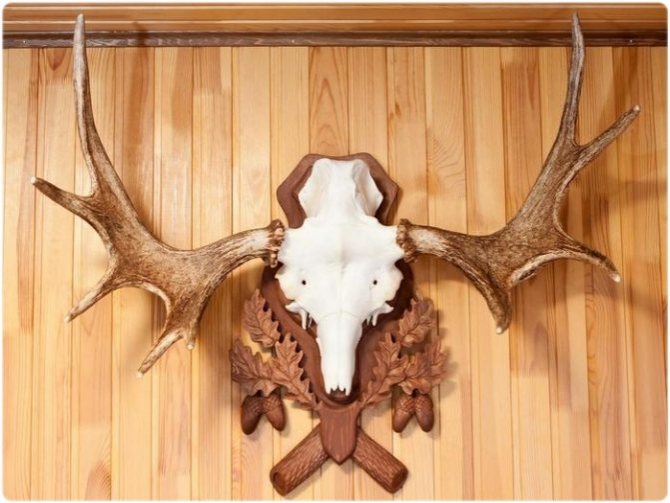 Elk trophy antlers on a medallion