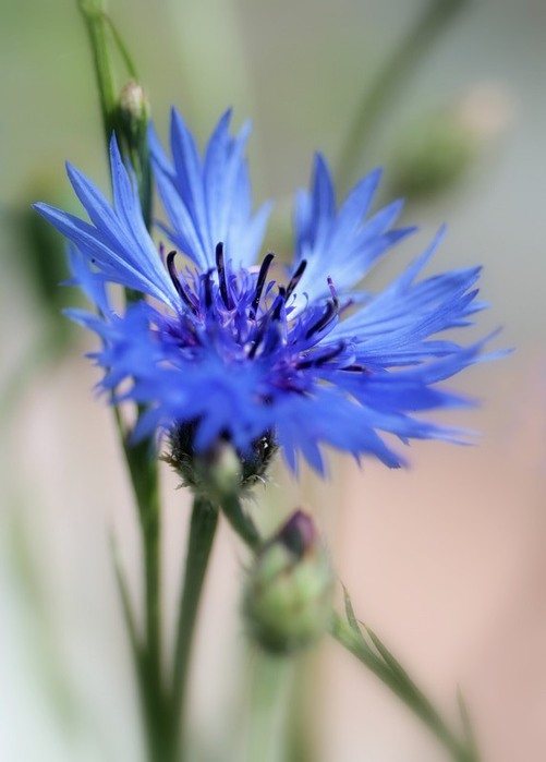 cornflower (501x700, 50Kb)