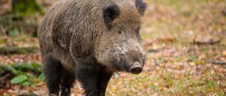 Wildschwein