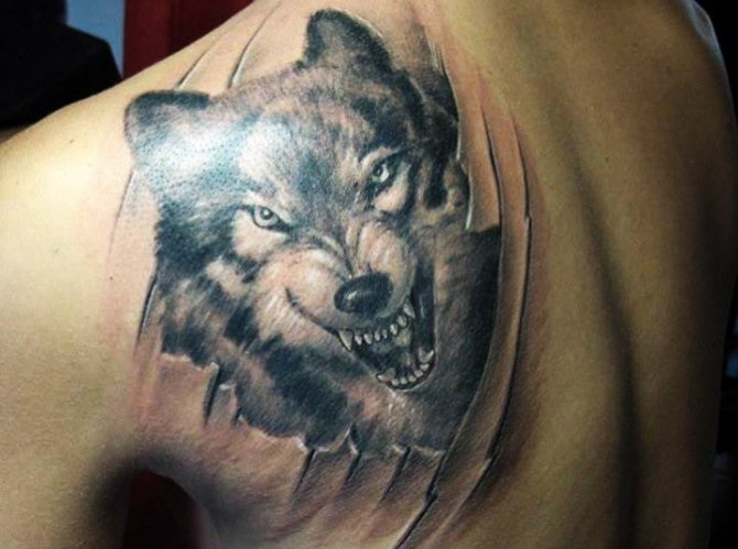 Wolf grinning tattoo. Φωτογραφία, έννοια στον ώμο, το αντιβράχιο, την πλάτη, το χέρι