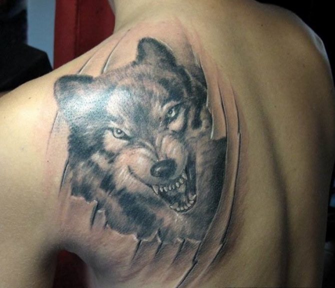 Un tatouage de loup signifie que vous avez très probablement affaire à un voleur récidiviste.