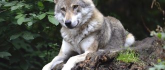 Bedeutung des Symbols