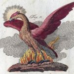 灰から蘇る不死鳥