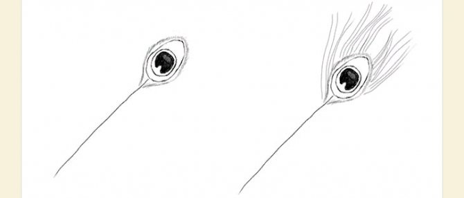 Dessinez les touffes à côté de l'ovale.