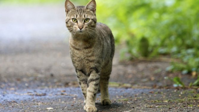 Journée mondiale du tatouage et Journée de la curiosité