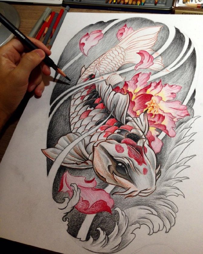 Japanese carp sketch