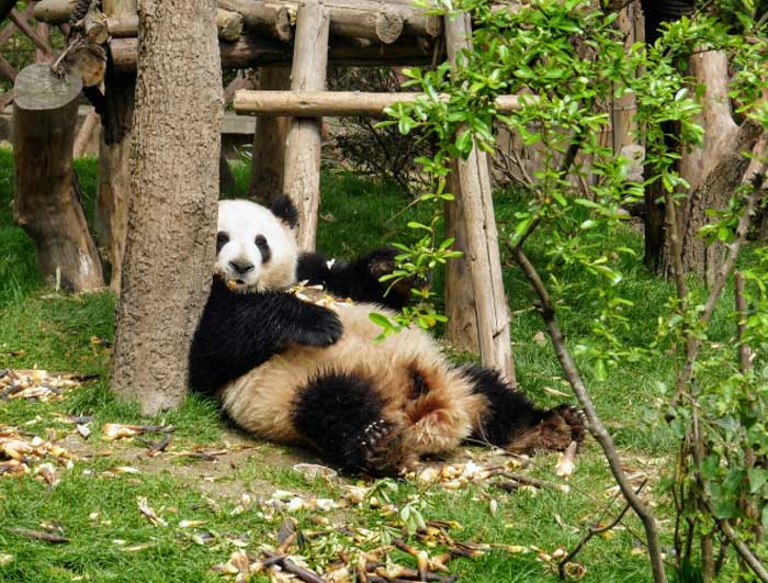 Réserve naturelle de Chengdu