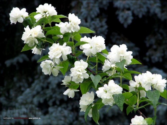 jasmín (700x525, 134Kb)