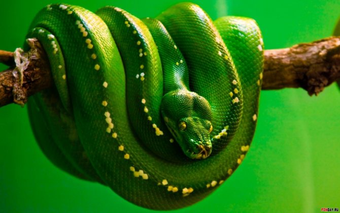 serpent (700x437, 351Kb)